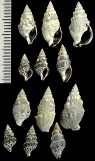 インド洋のカニモリガイ Cerithium caeruleum small