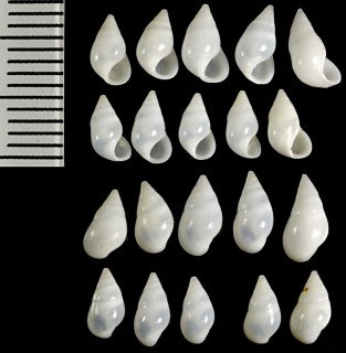 クリムシチョウジガイ Zebina tridentata small