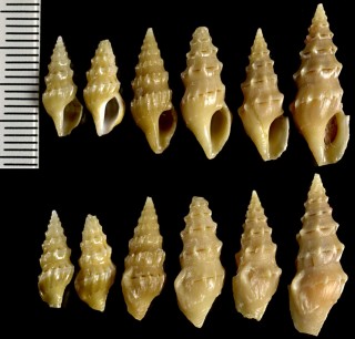 スソカガリツノクダマキ Clavus fulvus small