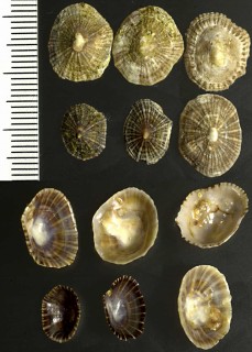クシノハカラマツ Siphonaria pectinata small