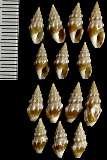 スジイリツノクダマキ Clavus delphineae small
