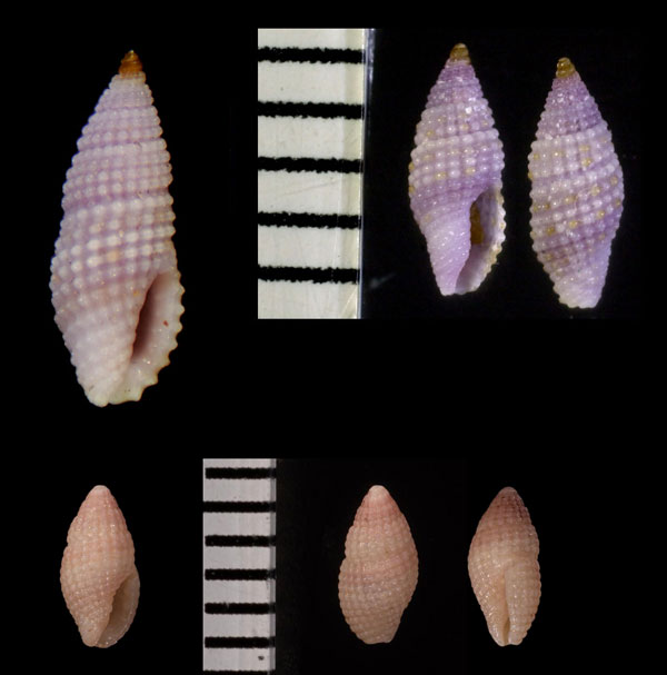 スミレコウシツブ Philbertia pumila small