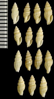 チャスジコウシツブ Philbertia episema small
