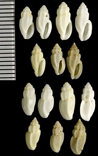 ソビエコトツブ 聳琴小螺 Eucithara caledonica small