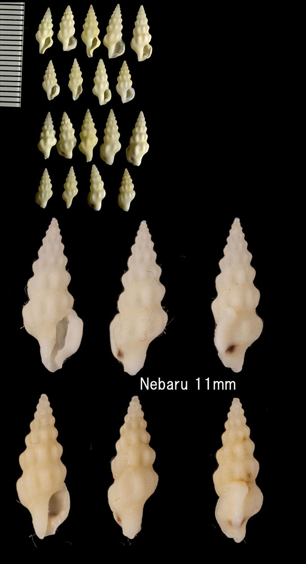 ケボリコシボソクチキレツブ 毛彫腰細口切 Etrema glabriplicata small