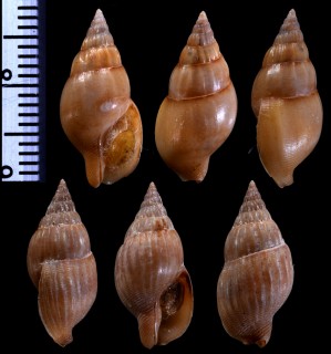 ウネマツムシ Mitrella anachisoides small