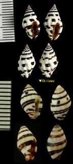 ホソノシガイ Engina zonalis small