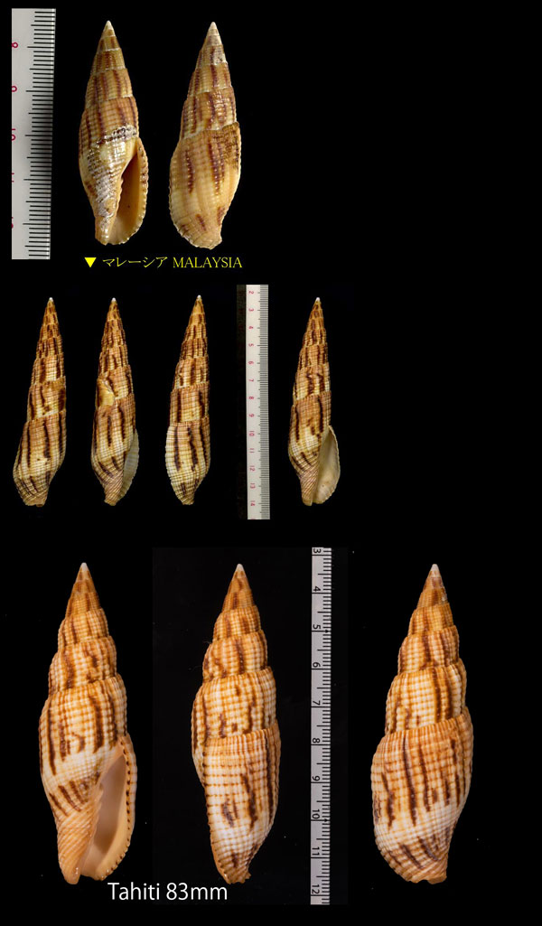 オキナフデ Nebularia incompta small