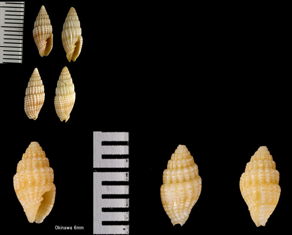 ノイチゴオトメフデ Vexillum infaustum small