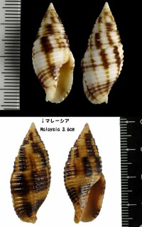 ベッコウフデ Nebularia ferruginea small