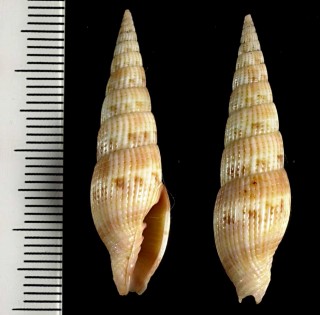ウネシゲツクシ Vexillum acuminatum small