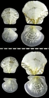 ニヨリハリナデシコ Hyalopecten similis small