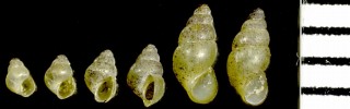 ヨナクニカタヤマガイ Oncomelania shini small