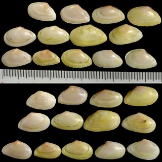 テリザクラ Moerella iridescens small