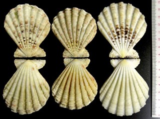 グリッグリュウキュウオウギ Comptopallium radula griggi small