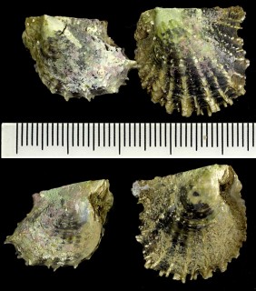 モスソアコヤ Pinctada albina small