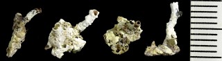 ミジンムカデ cf. Spiroglyphus planorbis small