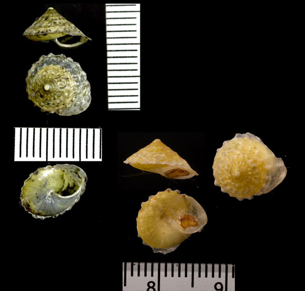 ビーズダマヤマキサゴ Calybium mouhoti small