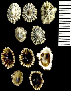 コビトカラマツ Siphonaria rucuana small