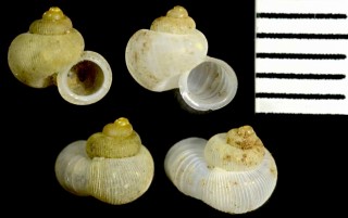 サイシュウムシオイの仲間 Alycaeus balingensis small