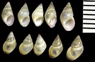 アツクチビルリソツボの亜種 Rissoa labiosa hyalina small