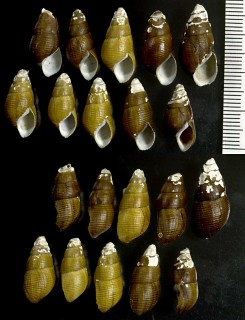 カワニナの一種 Semisulcospira bensoni small