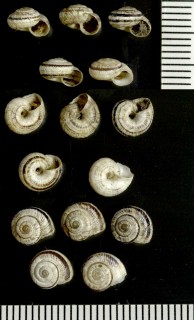 ホソセントルコマイマイの亜種 Helicopsis striata austriaca small