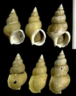 エッチュウバイ 越中? Buccinum striatissimum small