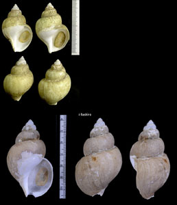 クシロエゾバイ Buccinum kushiroensis small