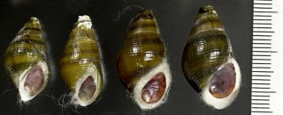 ミスジカワニナ Semisulcospira bensoni japonica small