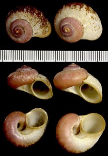 コシタダアツブタガイの仲間 Poteria rupisfontis small