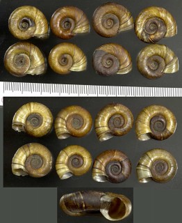 ヒラマキガイの仲間03 Planorbarius corneus small