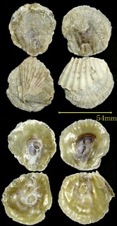 ニセナミマガシワ Pododesmus rudis small
