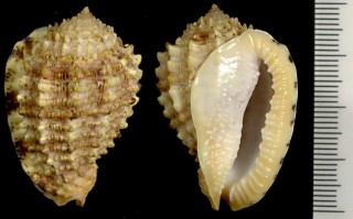 ハデオニムシロ Morum joelgreenei small