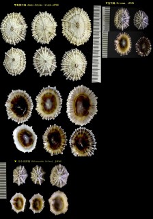 コウダカカラマツ Siphonaria laciniosa small
