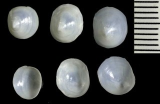 ユウビホソシロガイ Addisonia lateralis small