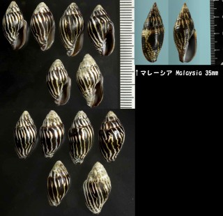 ナガシマヤタテ Strigatella paupercula small