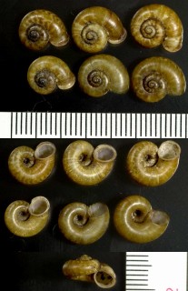 ジャワのアツブタガイの仲間 未詳 Cyclotus sp. small