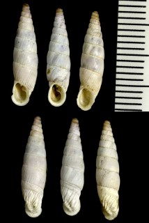 アオギセルの仲間05 Albinaria forbesiana inauris small
