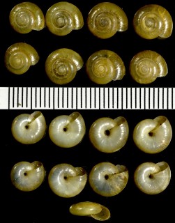 ウスグチベッコウの一種03 Oxychilus draparnaudi small