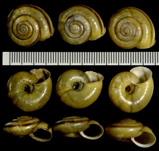 ドイツヒラバマイマイの仲間 Helicigona faustina small