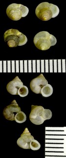ペラクムシオイ Alycaeus perakensis small