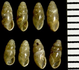 ヤマボタルの仲間 Cochlicopa lubricella small
