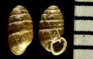 コモンサナギガイ (仮称) Lauria cylindracea small
