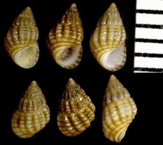 キンシツボ Alvania lineata small