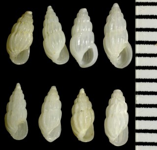 ケボリニセチョウジ Rissoina plicata small