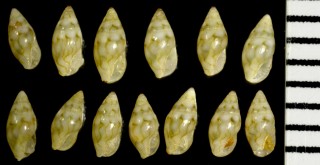 ルーナムギガイ （仮称） Astyris lunata small