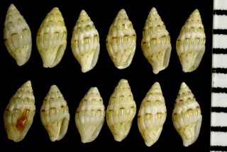 キリコノミニナ (サラサノミニナ) Zafra troglodytes small