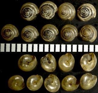 ナハキビ 那覇黍 Parakaliella nahaensis small