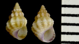 キンシツボの仲間 Alvania colossophilus small